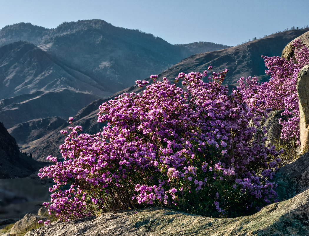 Багульник на алтае фото