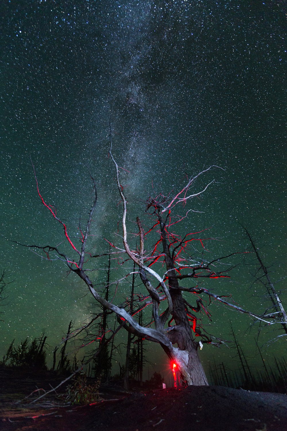 Ночью мертвый лес оживает