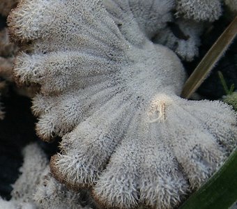 ажурный гриб