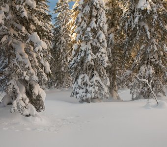 Амут зимний