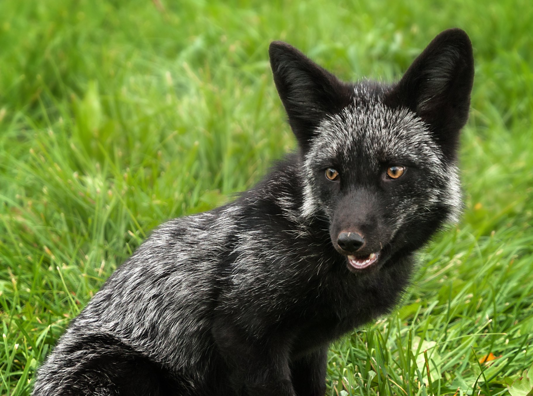 Черный fox. Чернобурая лиса. Чернобурый песец. Лиса чернобурка. Черная лиса.