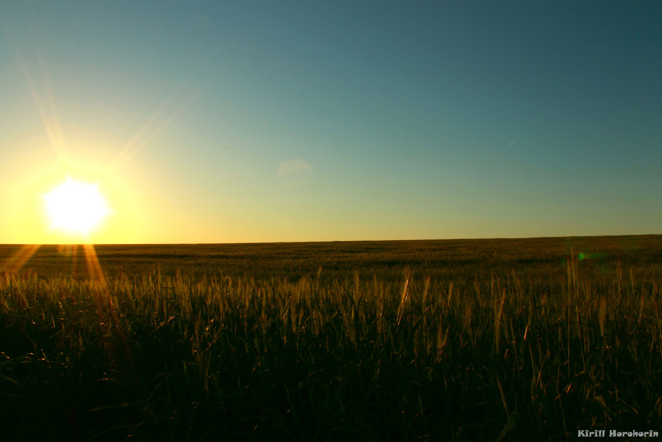 Лучистое солнышко над полем пшеницы