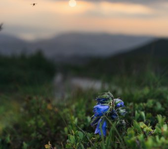 Возвращалась муха на рассвете с гулянки домой.