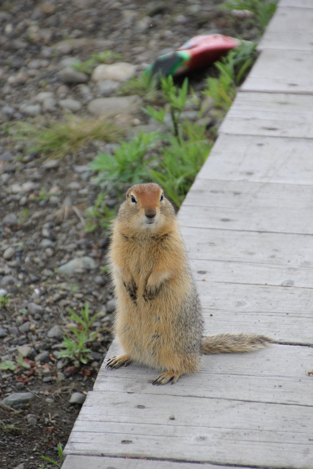 Евражка приходит во время еды
