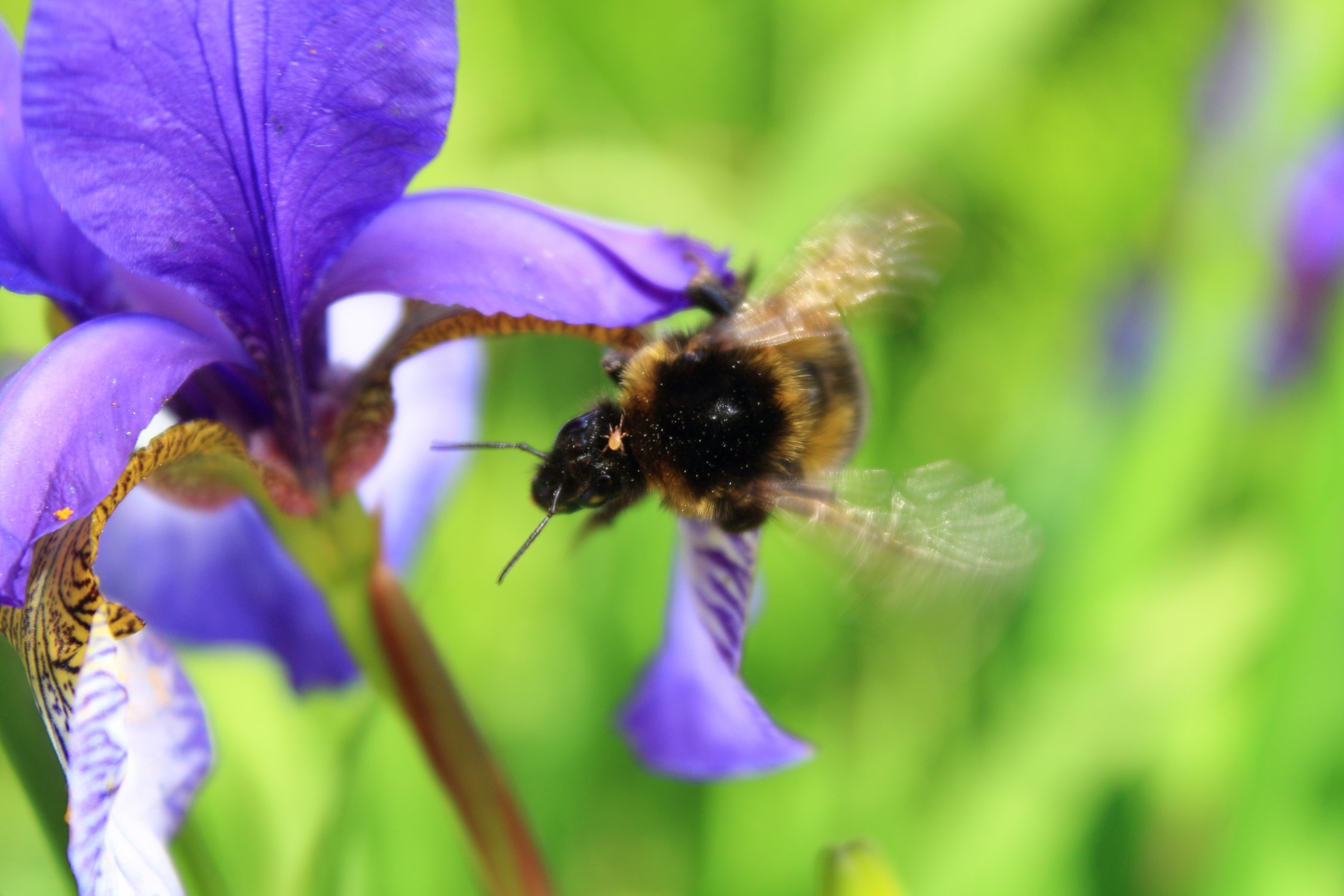 Безбилетник