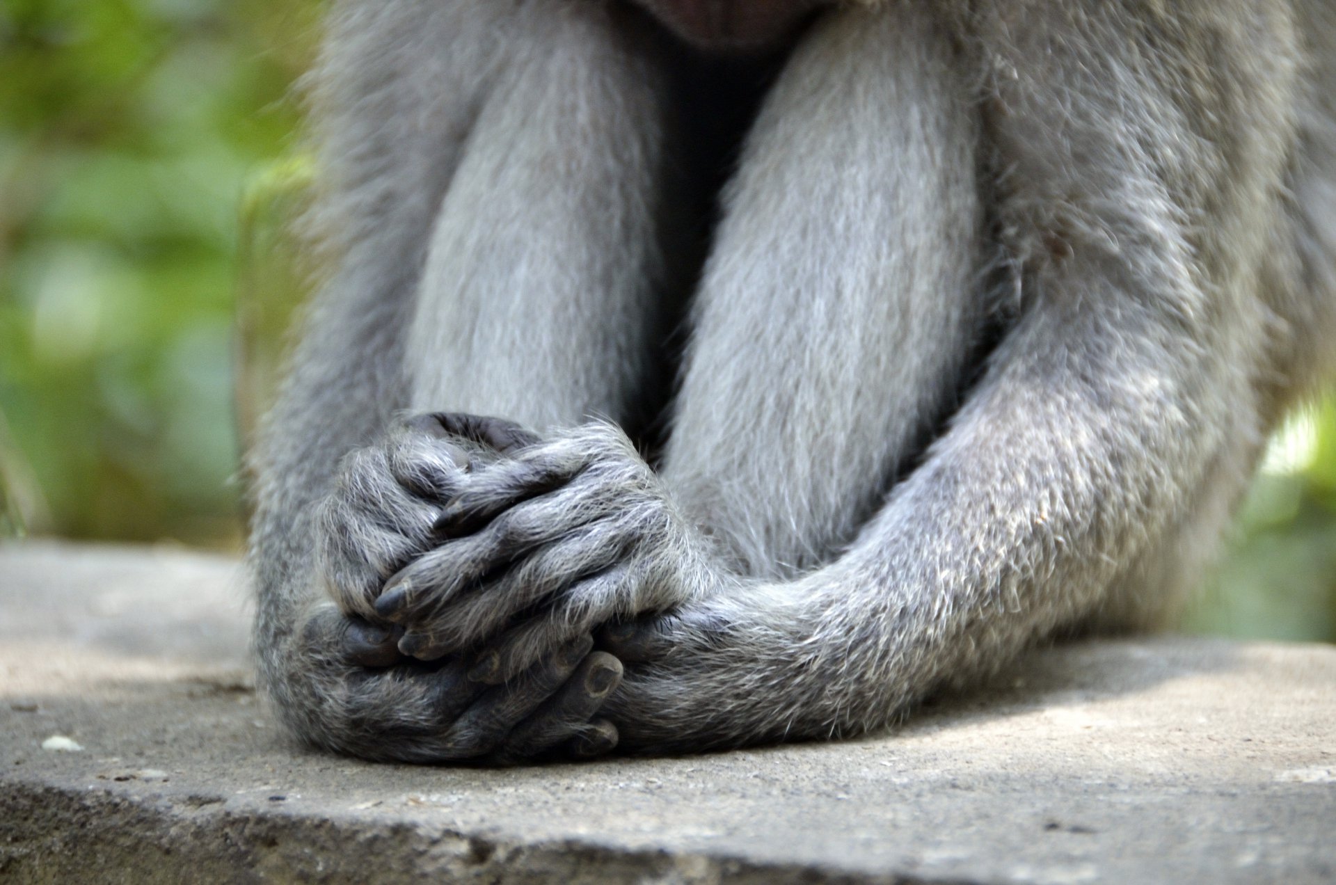 ноги обезьяны