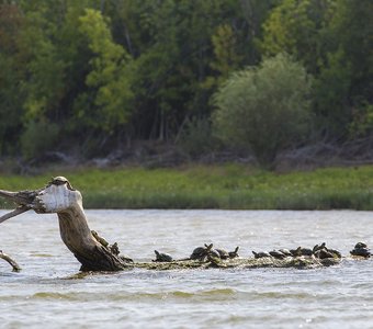 Царь горы