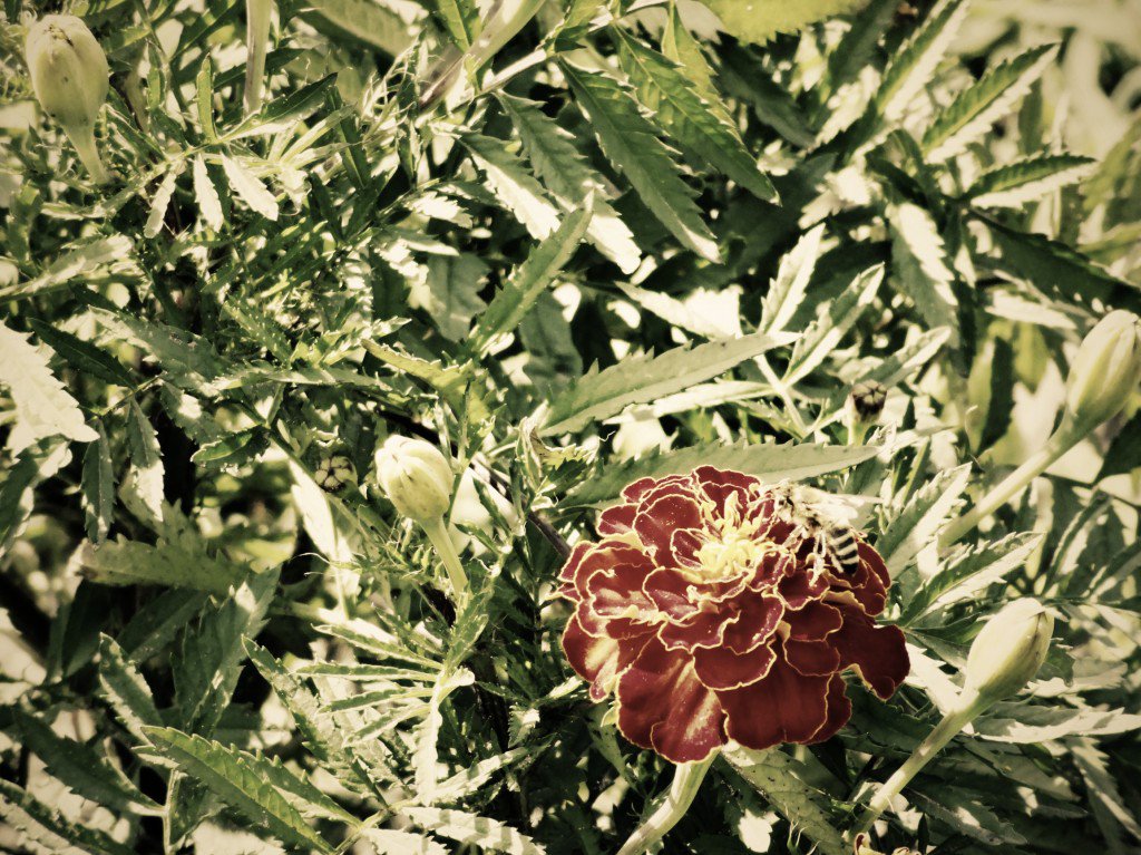 Пчёлка труженица