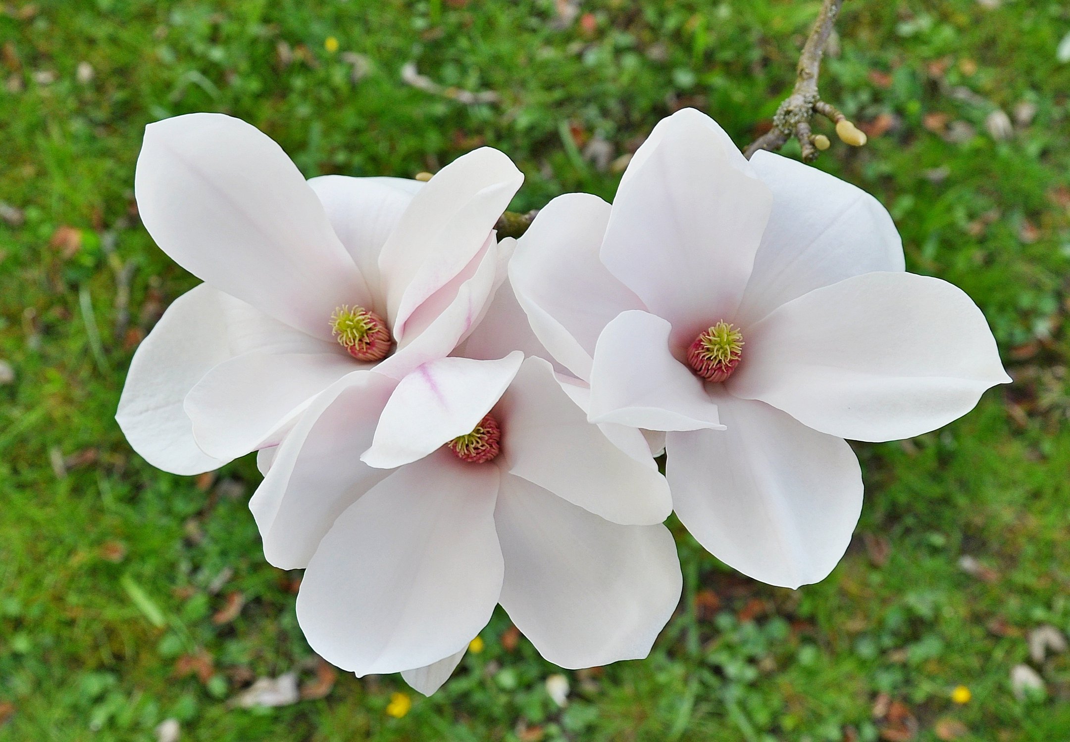 Magnolia