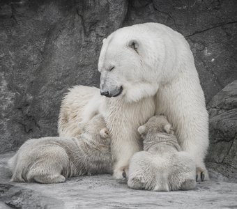 Белая медведица кормит малышей