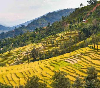 Панорама рисовых террас. Лантанг трек. Непал.