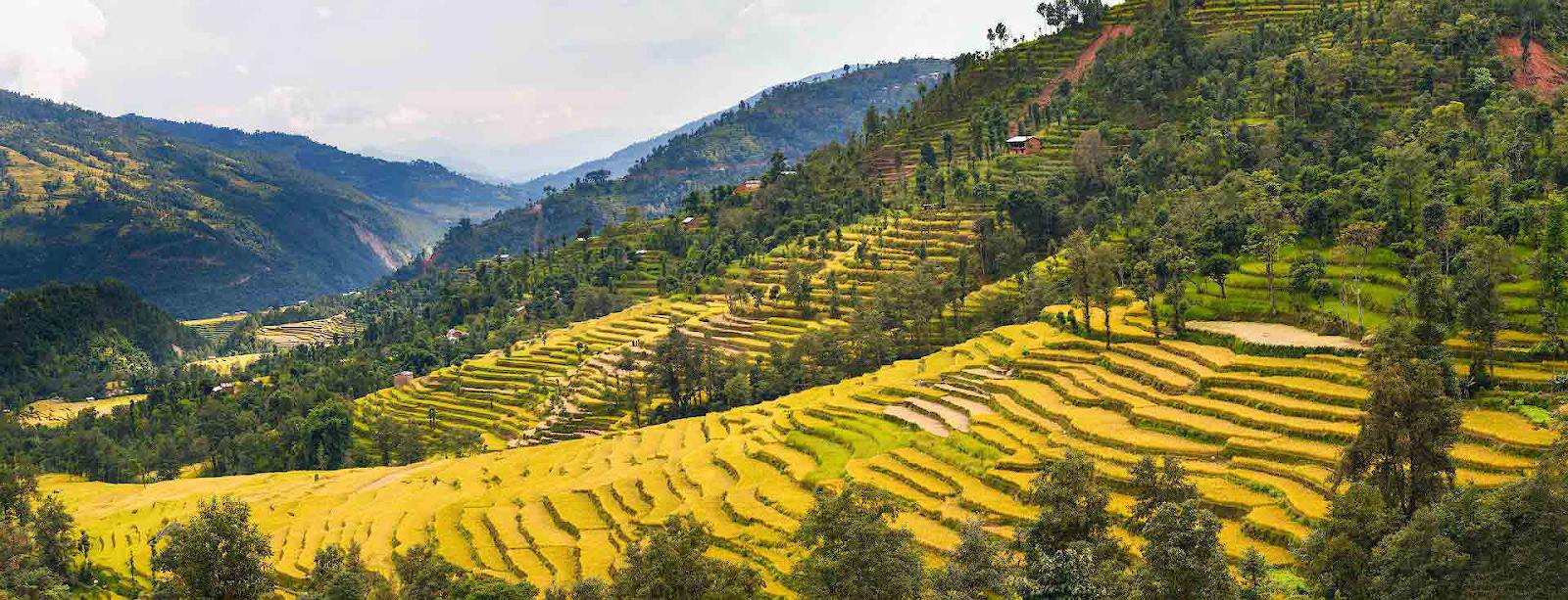 Панорама рисовых террас. Лантанг трек. Непал.