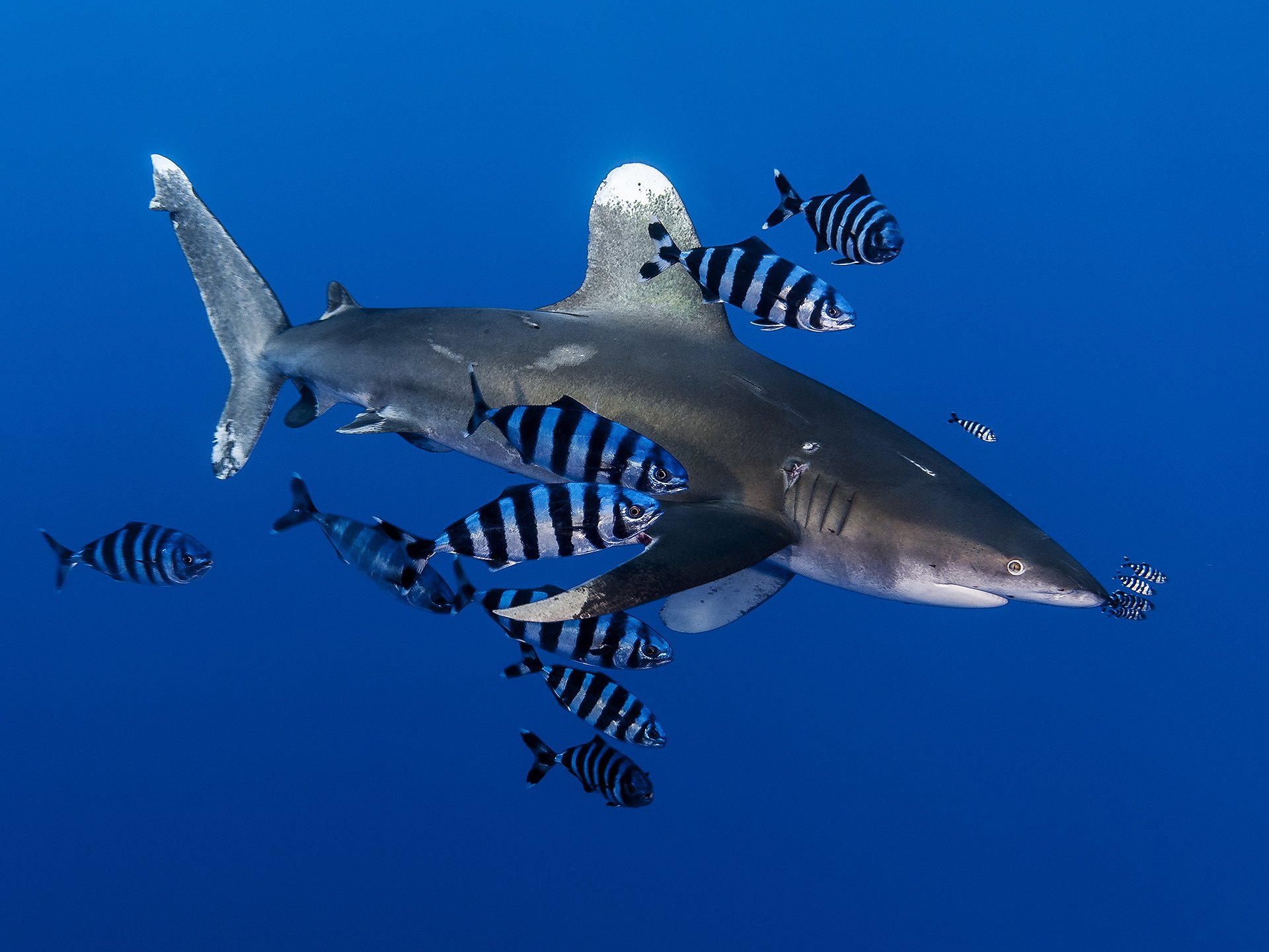 Рыбы сопровождающие акул