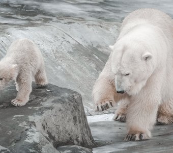 Белая медведица делает с малышом первые шаги