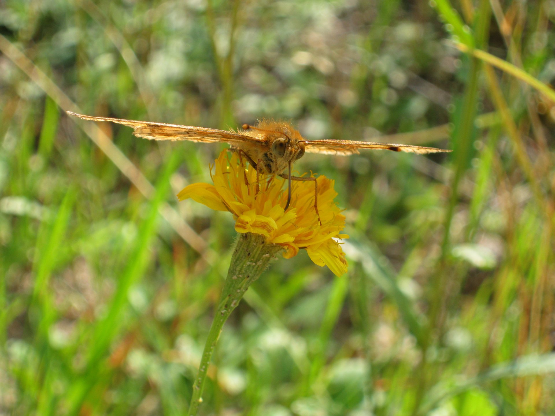 Бабочка-самолетик