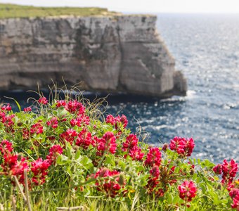 Spring in Malta island