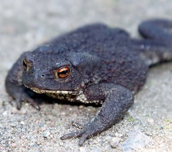 Чёрная земляная жаба