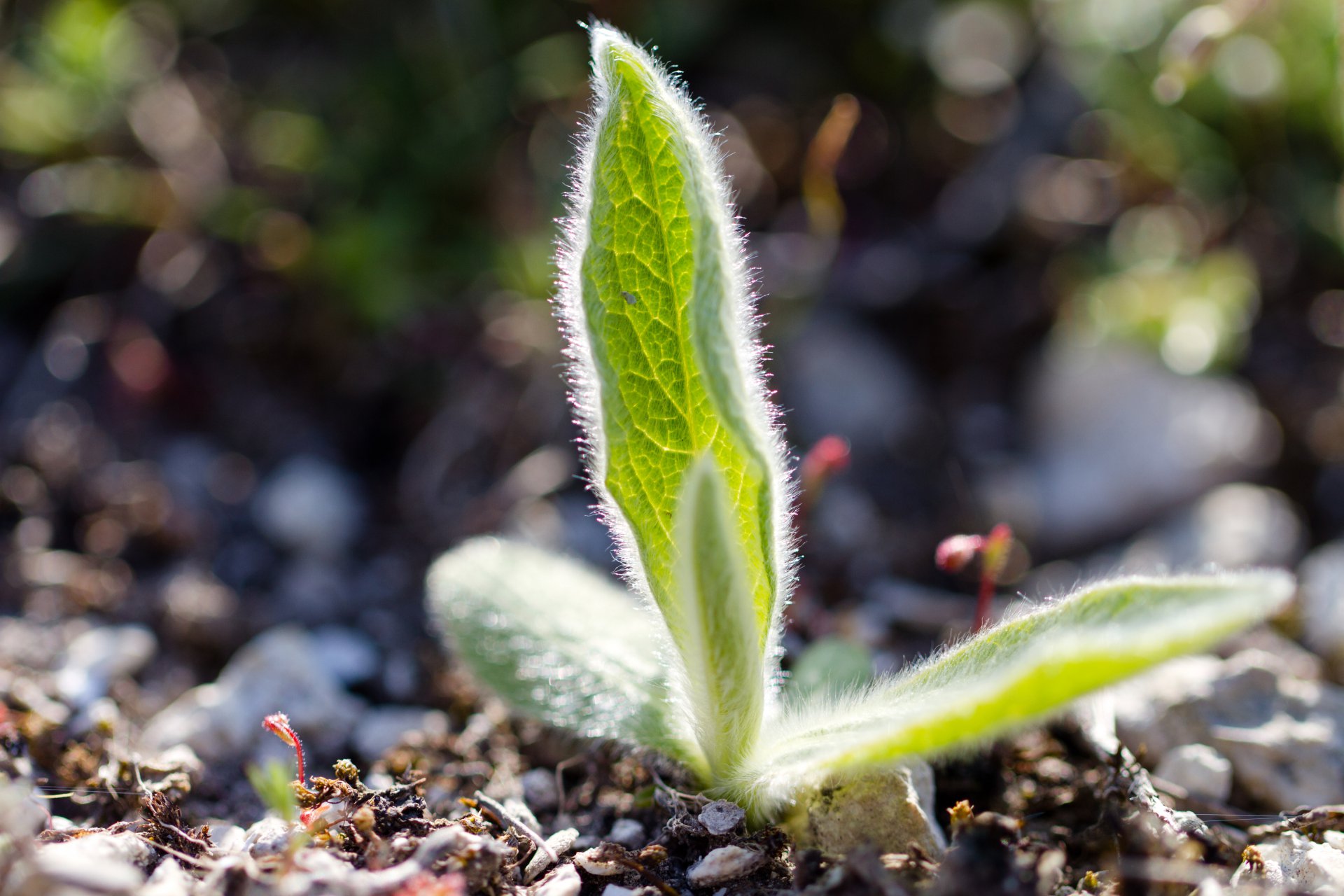 Молодой побег