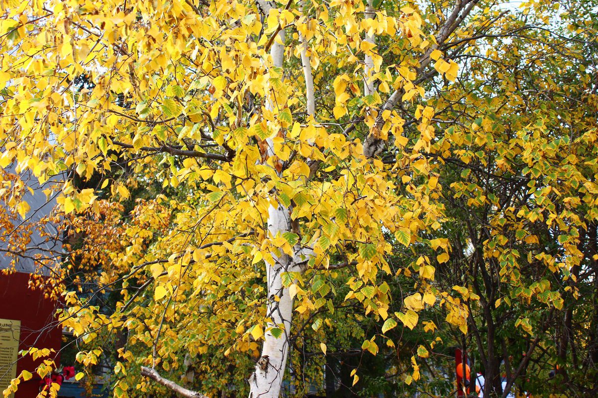 Желтые березки. Береза желтая Betula lutea. Береза желтая (Betula costata). Желтая береза дальнего Востока. Береза осенью.