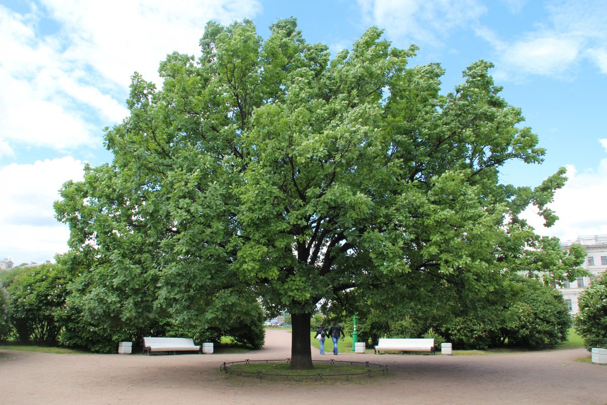 "Высокий дуб, развесистый" — Фото №66912