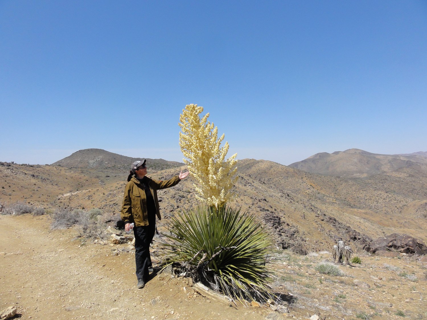 И это спаржа?