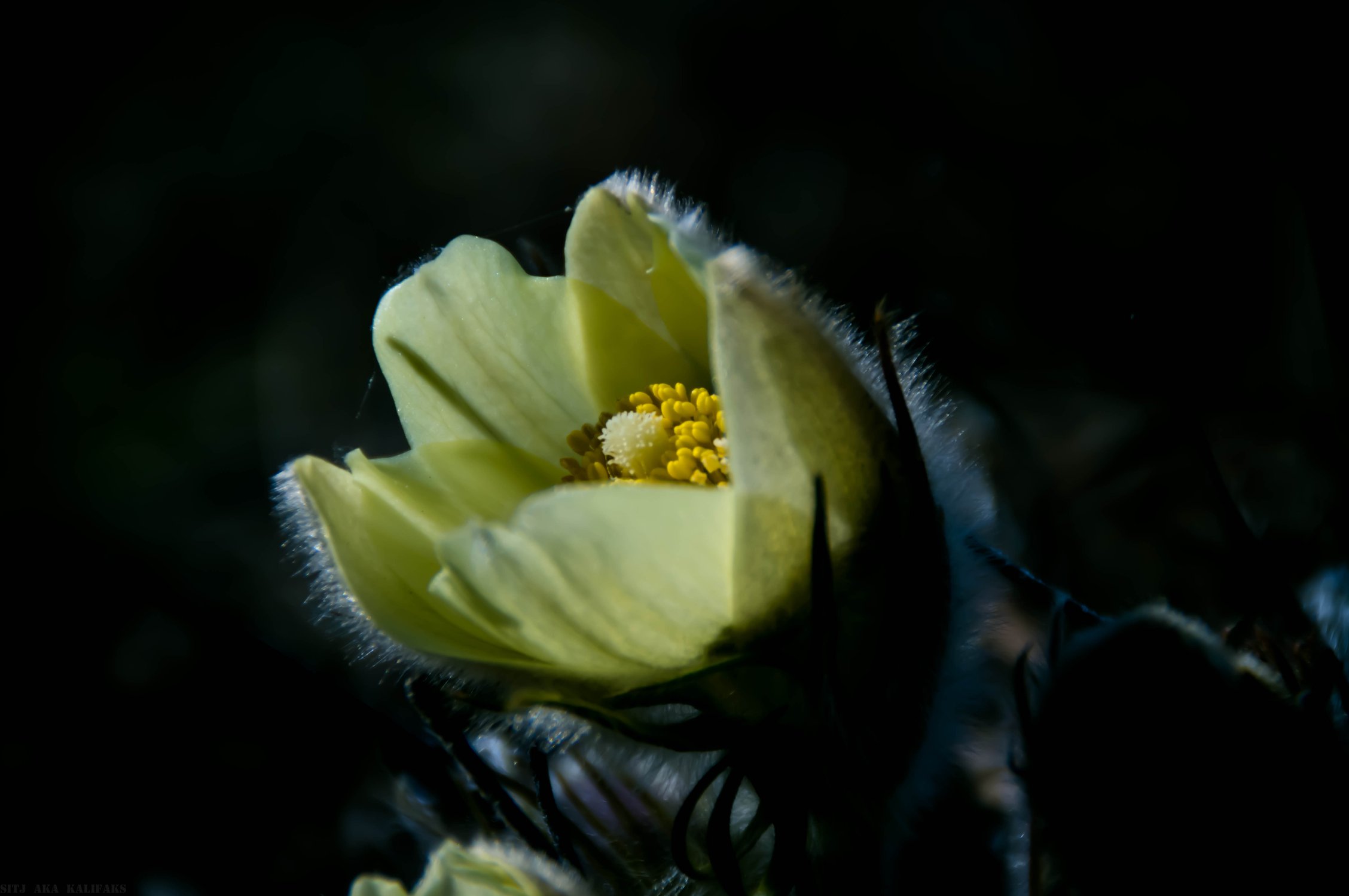 Ньургу?ун(Прострел)