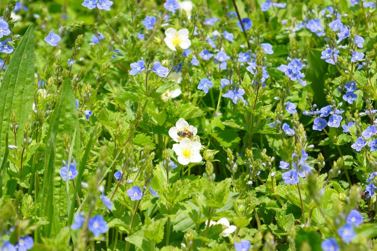 Цветочная поляна.