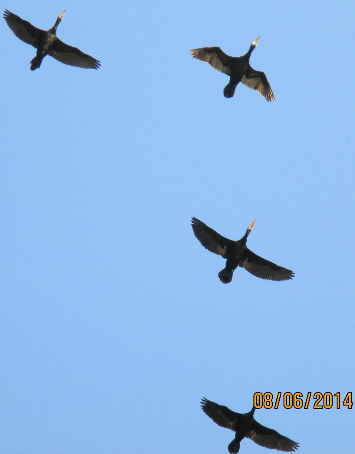 Чёрные журавли Анапа