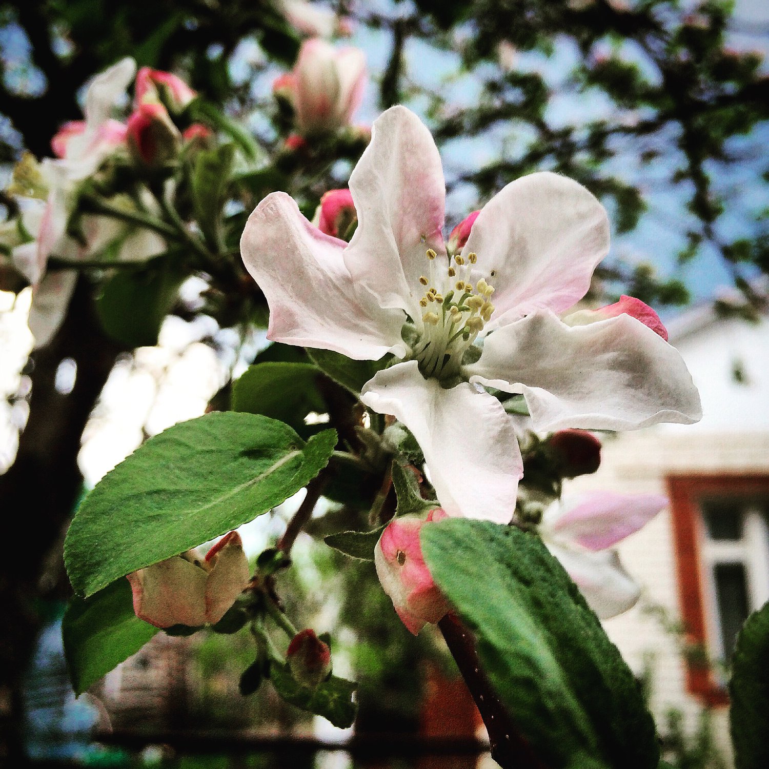Цветущая яблоня — Фото №104998
