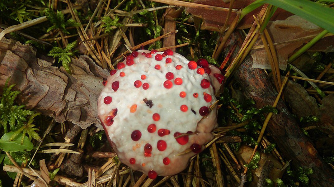 Редчайший гриб