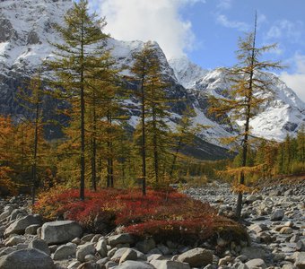 Островок жизни