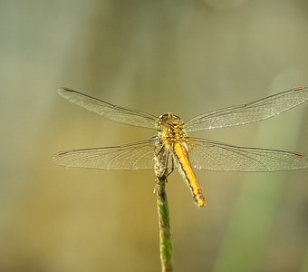 Dragonfly Sympetrum