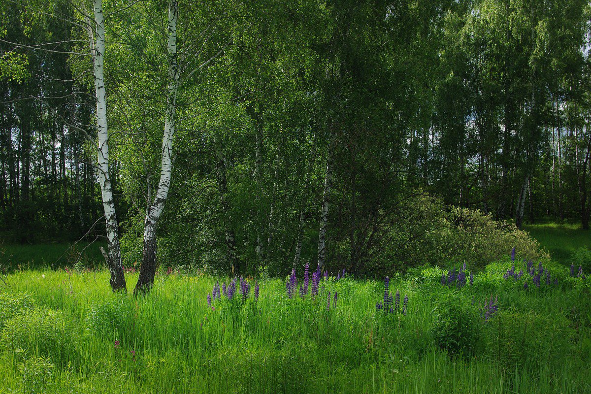 Июньский полдень