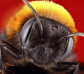 Пчела - Плотник