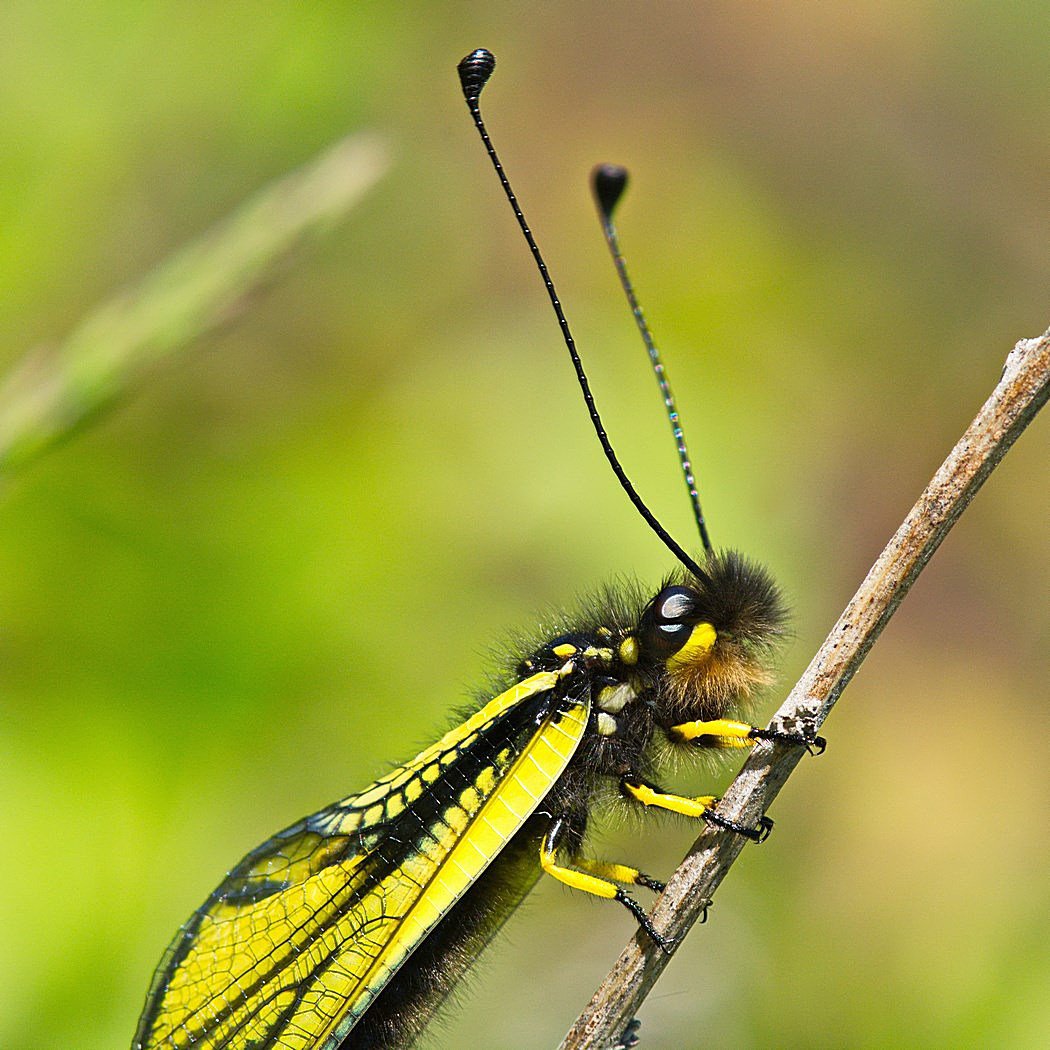 Ascalaphus sibiricus