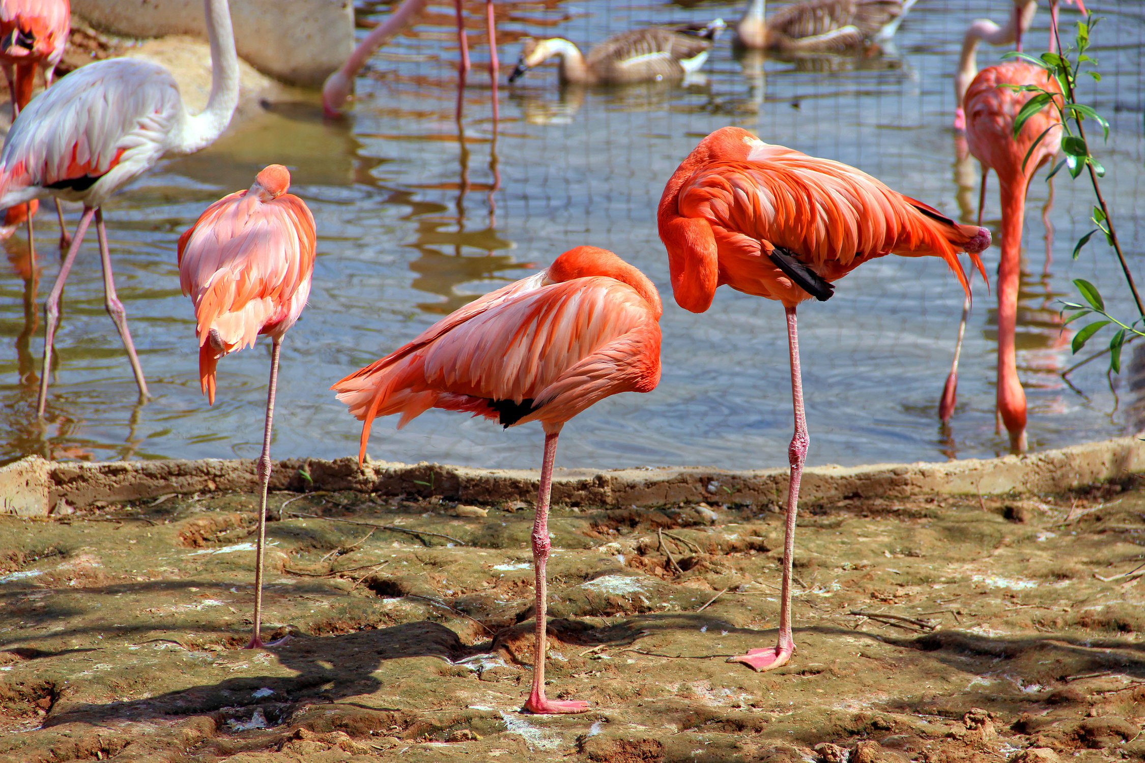 Фламинго интересная. Андский Фламинго. Фламинго птица. Фламинго много. Фламинго на 1 ноге.