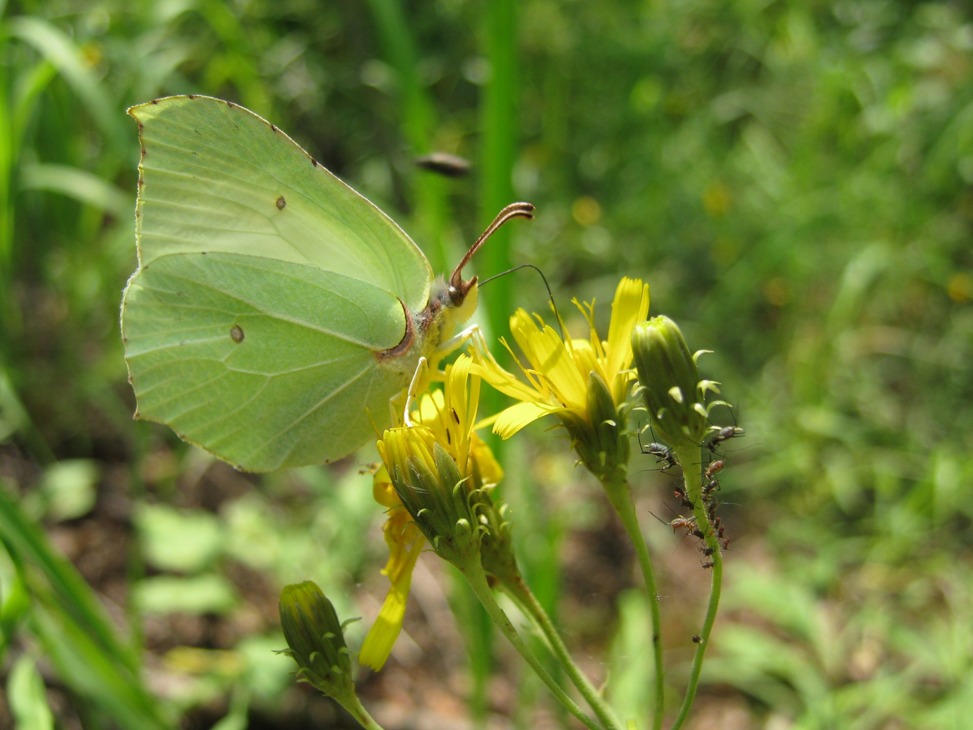 Не прошеные гости