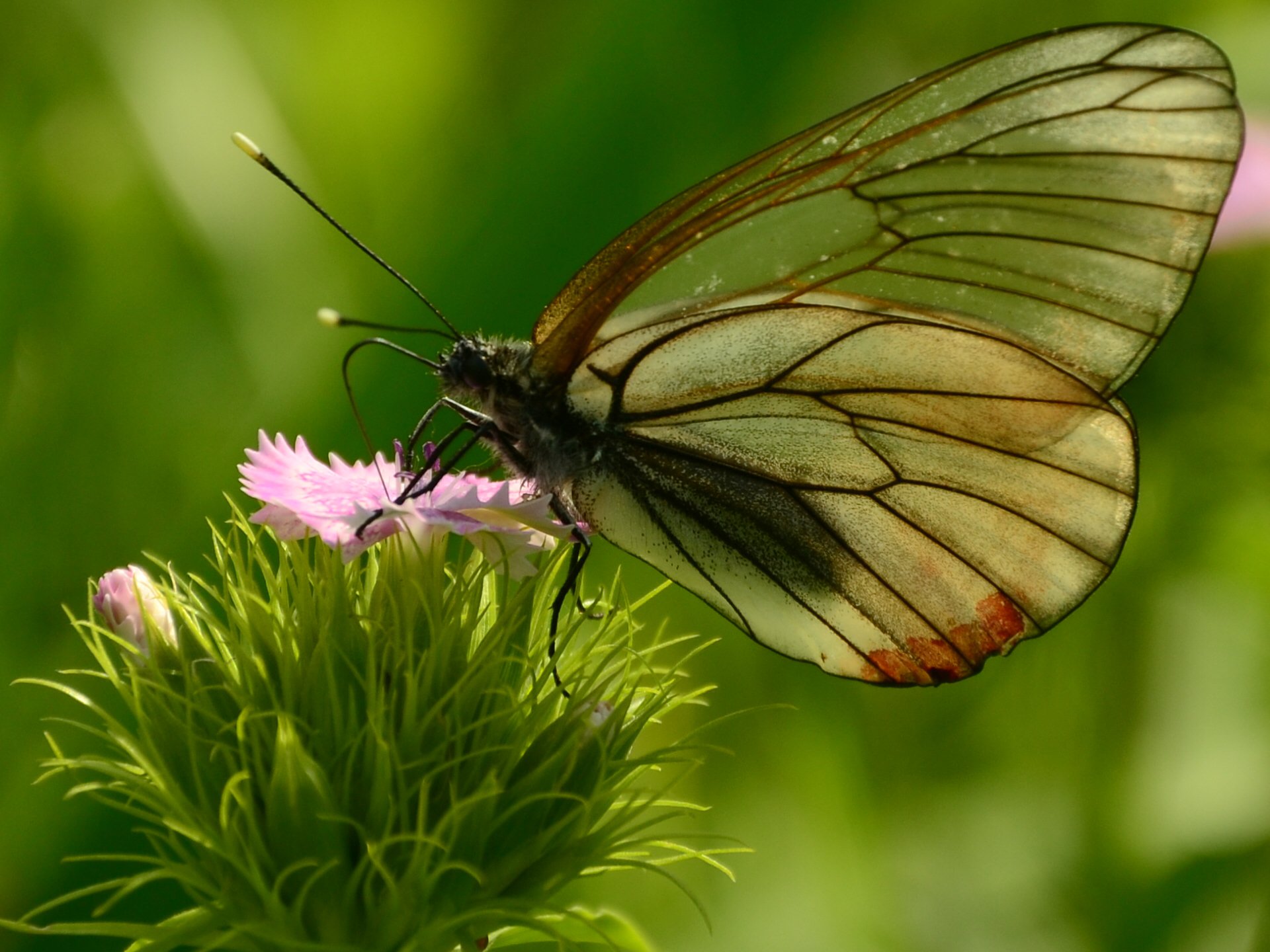 Охота на бабочку.