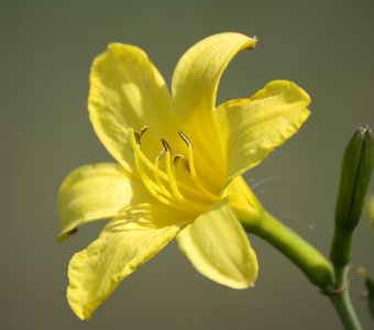 Жёлтая лилия