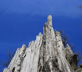 Сухое старое дерево на фоне неба.