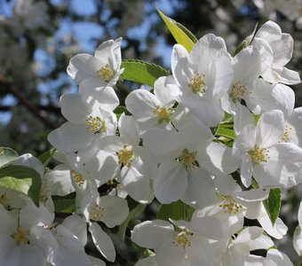 цветы белой яблоньки