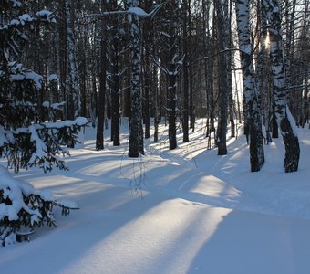 Контрасты зимнего леса.