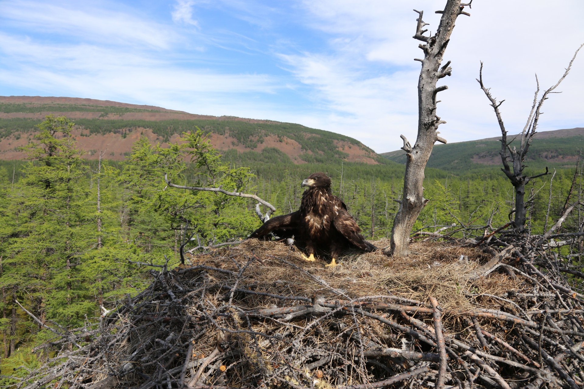 Юный и гордый