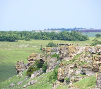 Коровы на горном пастбище