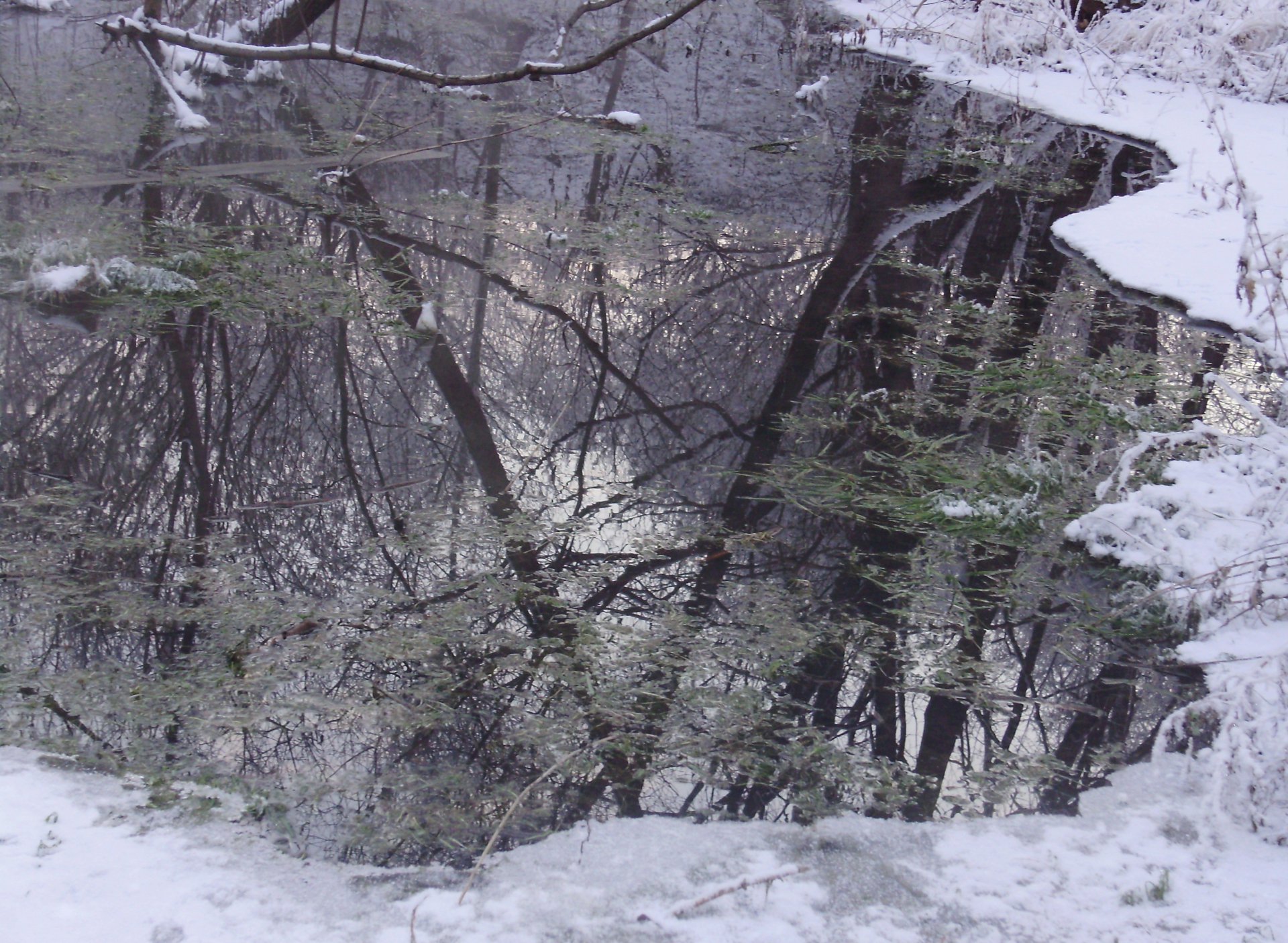 Сказочный лес