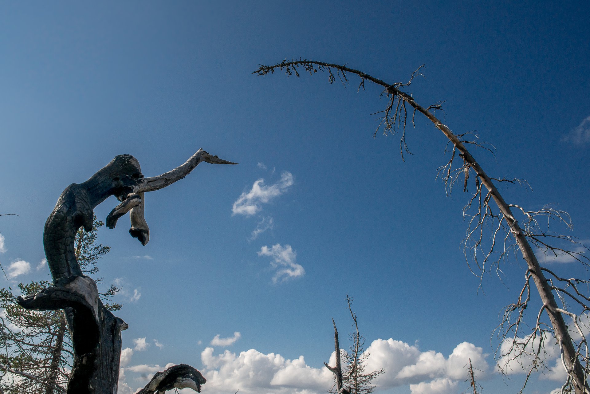 Гипнотизеры