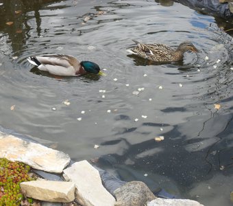 Дикие утки на пруду во дворе
