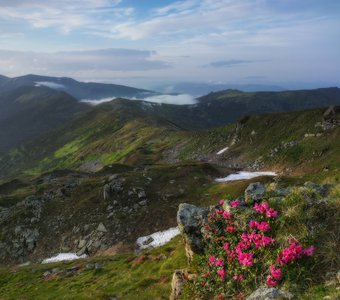 Карпаты. Рододендроны с видом на гору Смотрич и Вухатый камень.