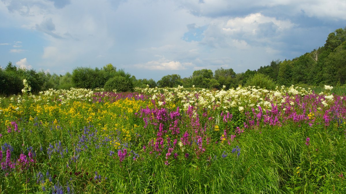 Луговое поле картинка