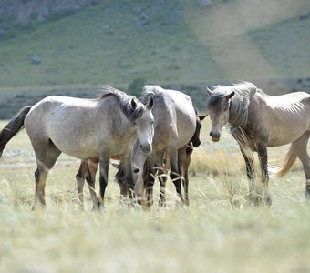 Лошади на пастбище в долине